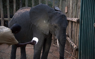 Wildlife Preservation