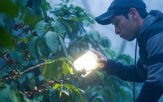 Agriculture
